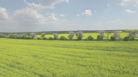 Flying over a rapeseed fields and a row of blooming fruit trees Video stock 63968812