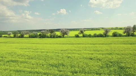 Flying over a rapeseed fields divided by rows of blooming fruit trees Video stock 63967925