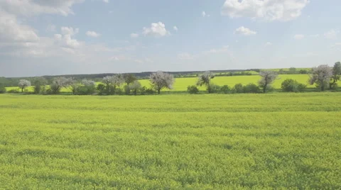 Flying over a rapeseed fields divided by rows of blooming fruit trees Video stock 63968293