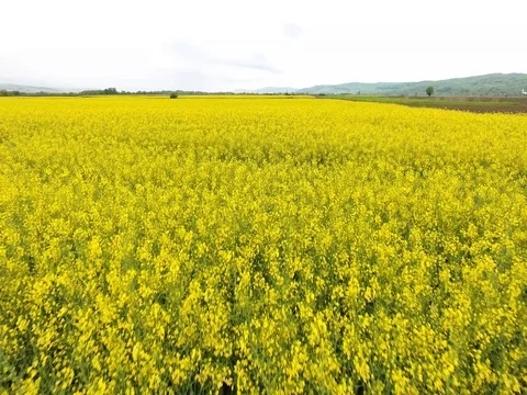 Flying over rapeseed fields Stock Footage 80806314