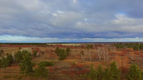 Flying over rare pines Stock Footage 99725516