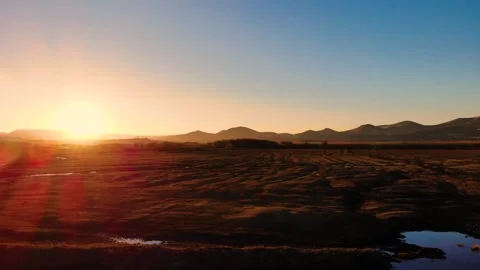 Flying over the Reed Field at Sunset Stock Footage 270183533