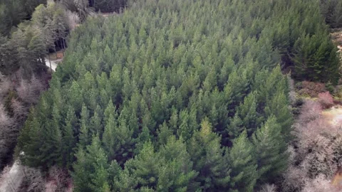 Flying Over Renewable Pine Forest In Rotorua, New Zealand Video stock 135612588