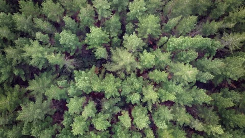 Flying Over Renewable Pine Forest In Rotorua, New Zealand Видео 135612860