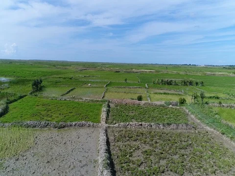 Flying over rice feilds Stock Footage 85244064