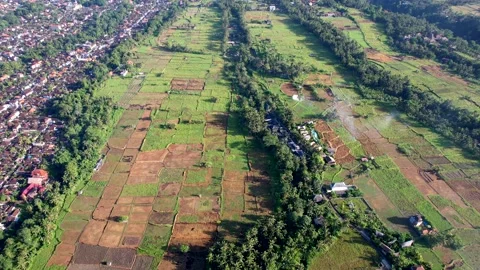 Flying over a rice field on a drone in Bali. Stock Footage 231006169