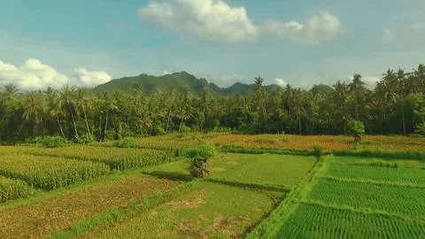 Flying over rice fields and rising above palm trees jungle, mountains in back Stock Photos