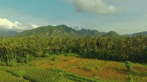 Flying over rice fields and palm trees jungle, mountains in background- Candi Stock Photos