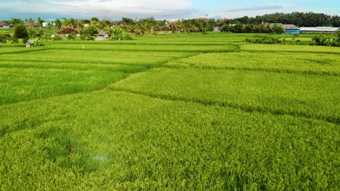 Flying over Rice Fields, Bali Stock Footage 147293258