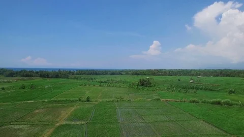 Flying over rice fields in daylight Stock Footage 77556634