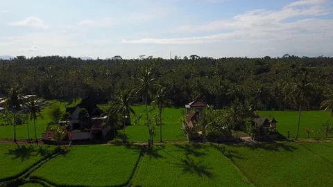 Flying over rice fields 動画素材 74003874