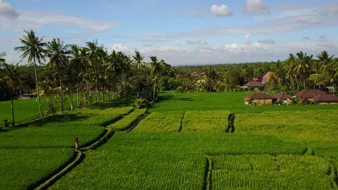 Flying over rice fields Stock Footage 74004149
