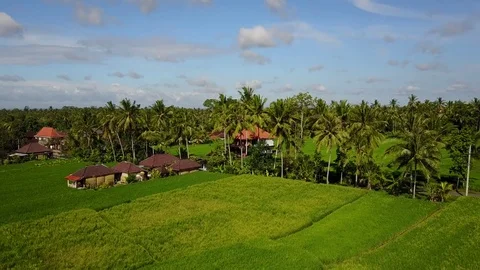 Flying over rice fields 動画素材 74004387