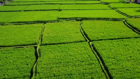 Flying over rice fields 動画素材 74004568