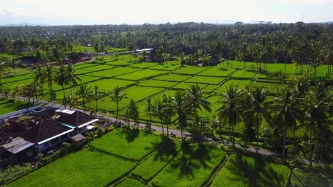 Flying over rice fields Stock Footage 74004674