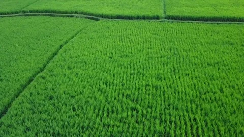 Flying over rice fields Stock Footage 74004908