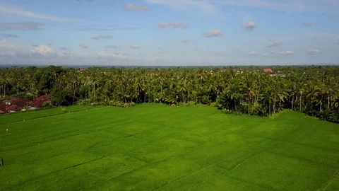 Flying over rice fields Stock Footage 74005403