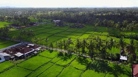 Flying over rice fields Stock Footage 74005484