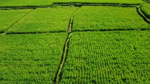 Flying over rice fields Stock Footage 74005547