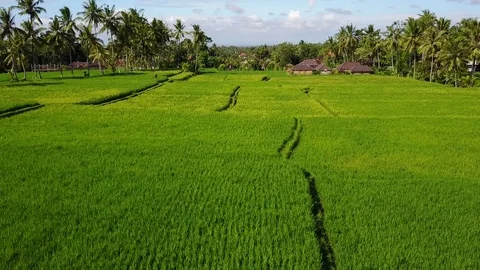 Flying over rice fields Stock Footage 74005576