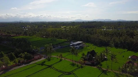Flying over rice fields Stock Footage 74026894