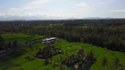 Flying over rice fields Stock Footage 74026991