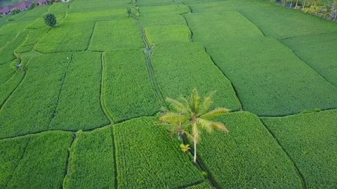 Flying over rice fields Stock Footage 74027342