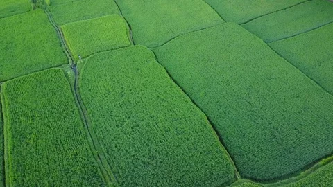 Flying over rice fields Stock Footage 74027511