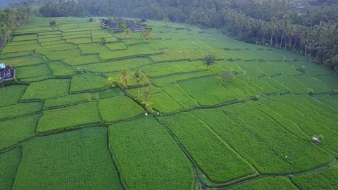 Flying over rice fields Stock Footage 74027912