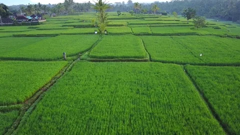 Flying over rice fields Stock Footage 74139852