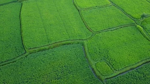 Flying over rice fields Stock Footage 74139978