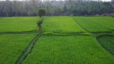 Flying over rice fields Stock Footage 74140015