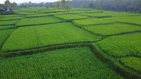 Flying over rice fields Stock Footage 74140058