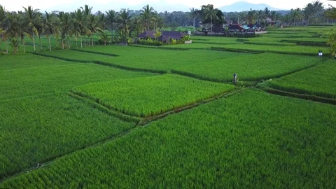 Flying over rice fields Stock Footage 74140326