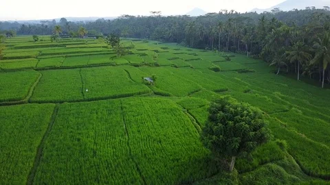 Flying over rice fields Stock Footage 74140895