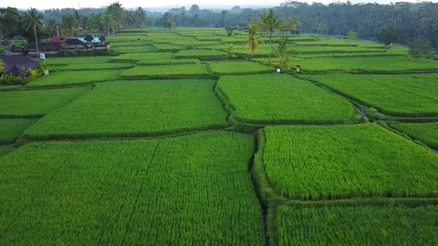 Flying over rice fields Stock Footage 74141292