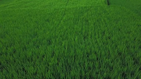 Flying over rice fields Stock Footage 74141308