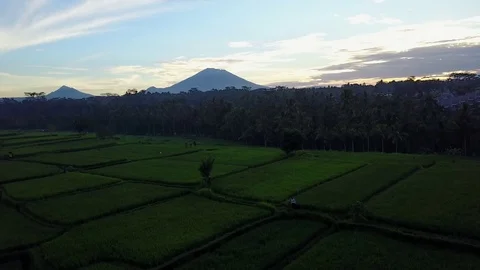 Flying over rice fields 動画素材 74177957