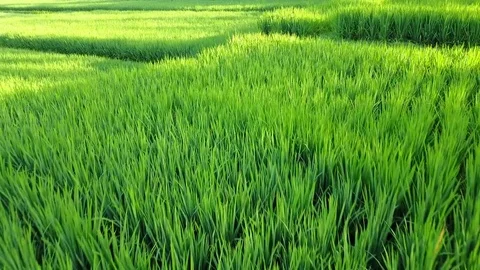 Flying over rice fields Stock Footage 74314738