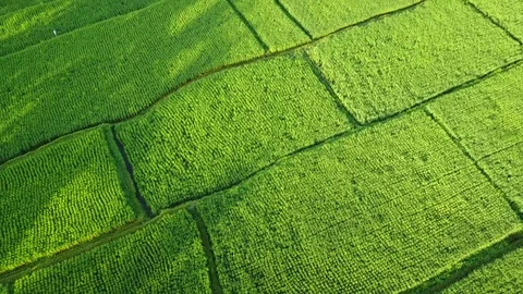 Flying over rice fields Stock Footage 74314751
