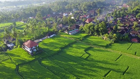 Flying over rice fields Stock Footage 74314771