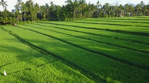 Flying over rice fields Stock Footage 74314888