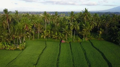Flying over rice fields Stock Footage 74314890