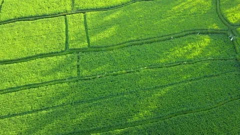 Flying over rice fields Stock Footage 74314928