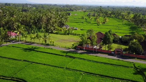 Flying over rice fields Stock Footage 74315929
