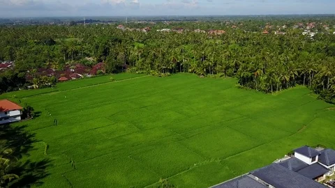 Flying over rice fields Stock Footage 74316330