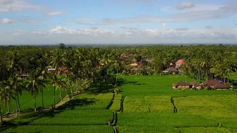 Flying over rice fields Stock Footage 74365175