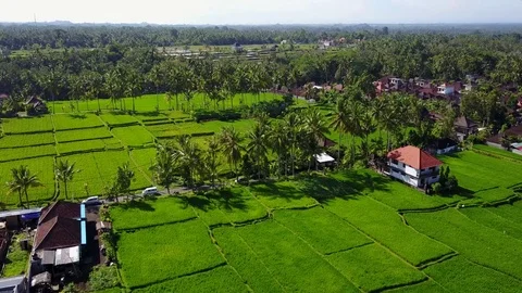 Flying over rice fields Stock Footage 74365221