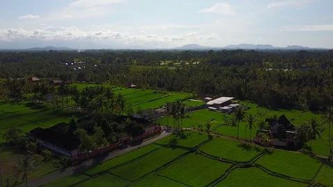 Flying over rice fields Stock Footage 74365238