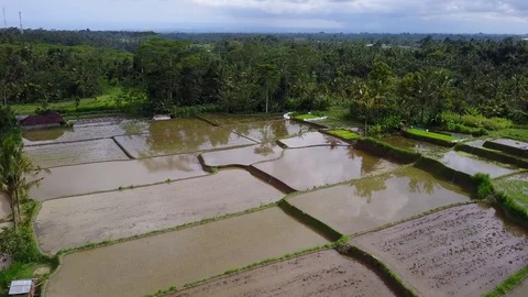 Flying over rice fields Stock Footage 74511068